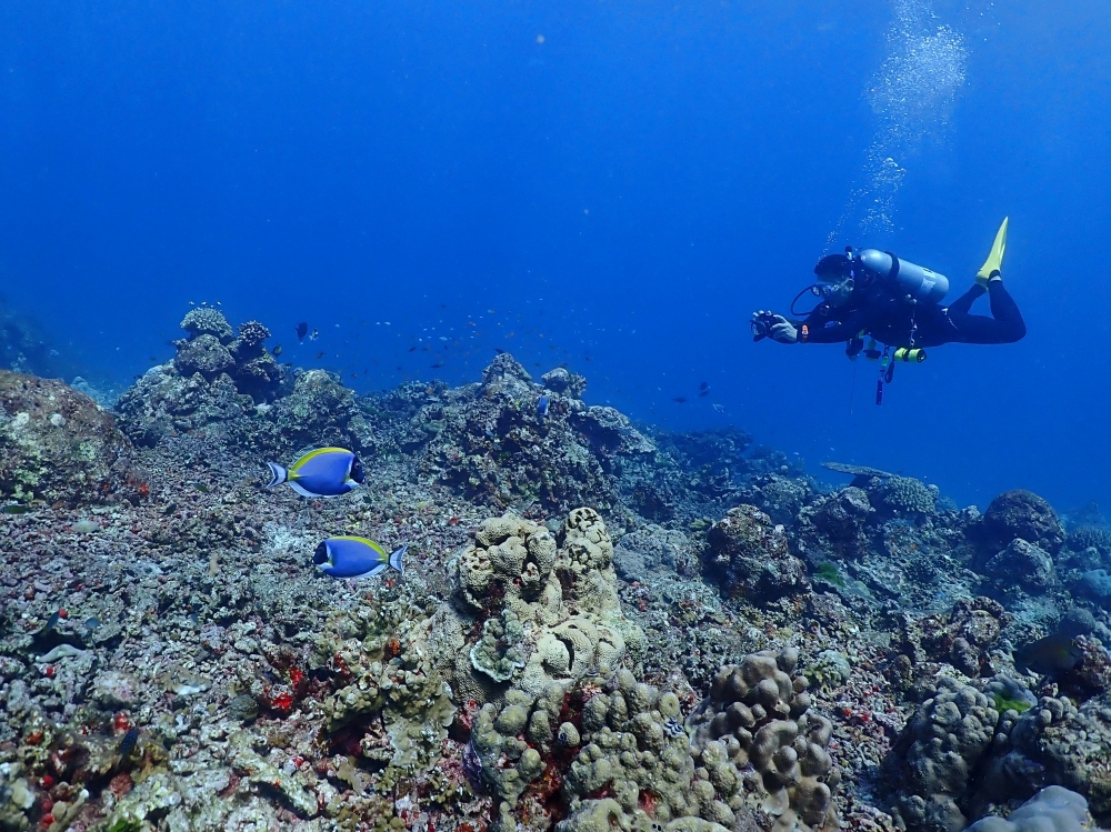 シミランクルーズでダイビング
