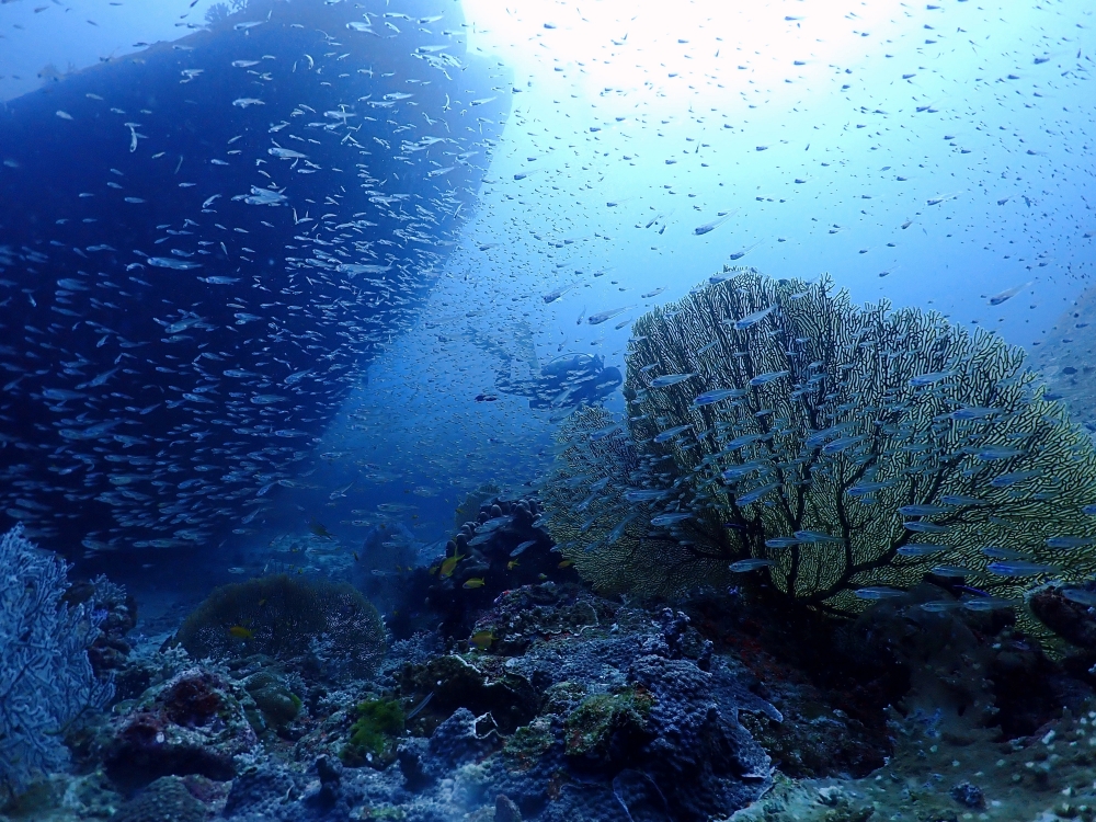 シミランクルーズでダイビング
