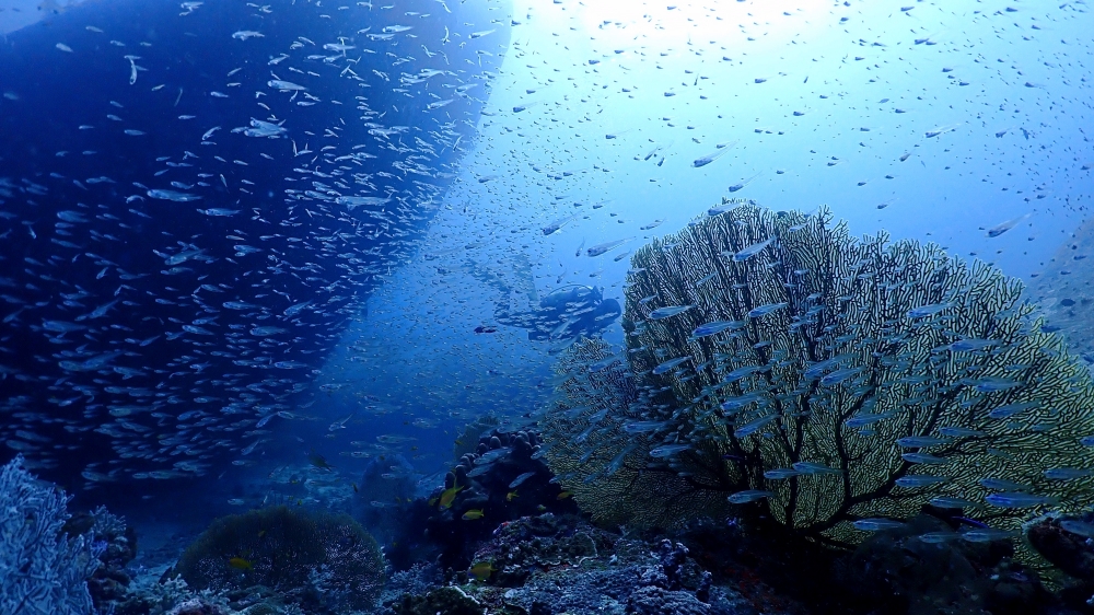 シミランクルーズでダイビング