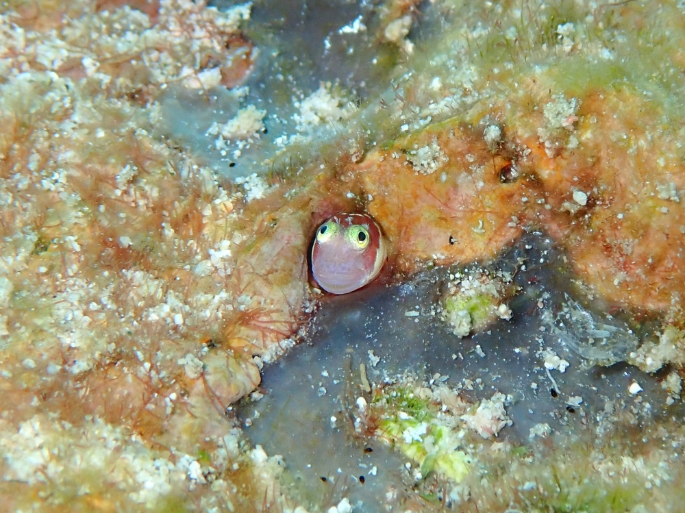 シミランクルーズでダイビング