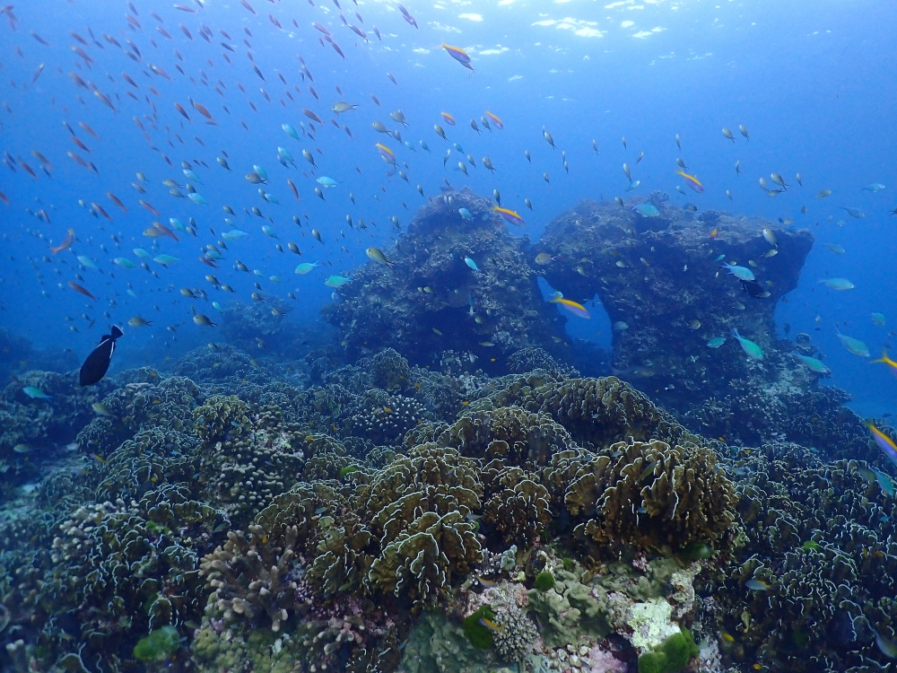 シミランクルーズでダイビング