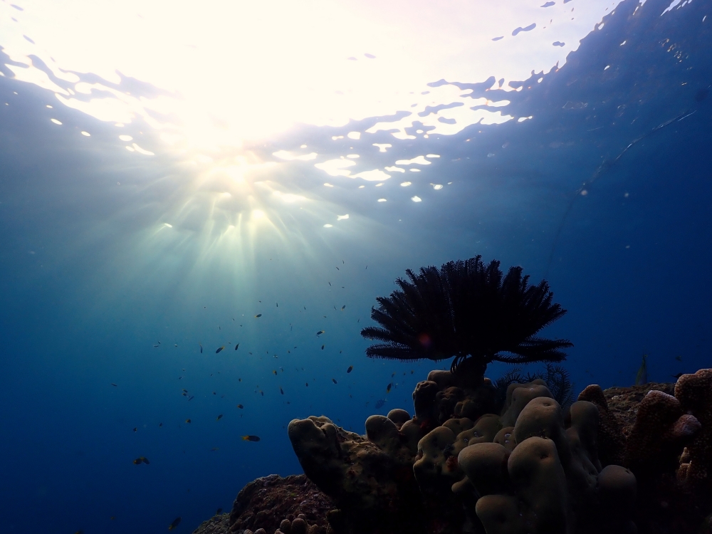 シミランクルーズでダイビング