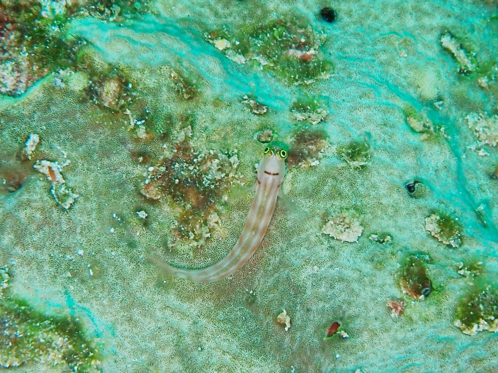 プーケットのラチャ島でダイビング