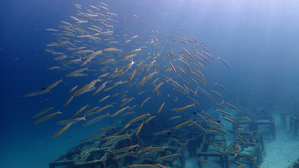 プーケットのラチャ島でダイビング