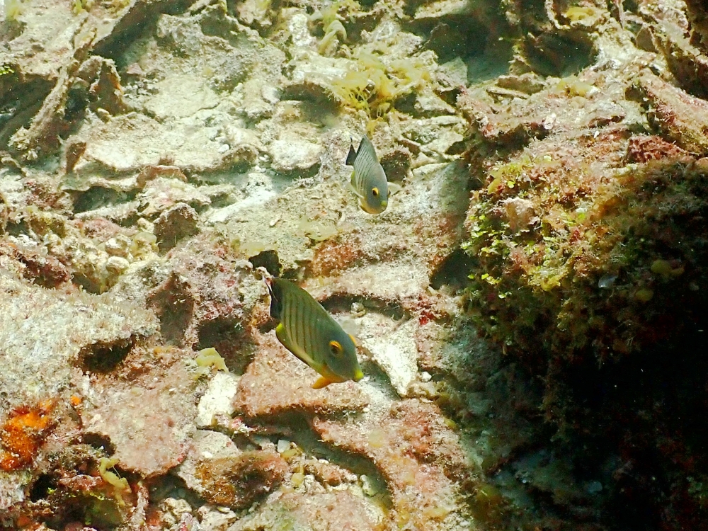 プーケットのラチャ島でダイビング