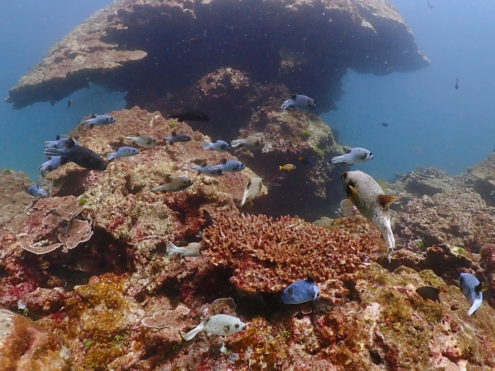 プーケットのラチャ島でダイビング
