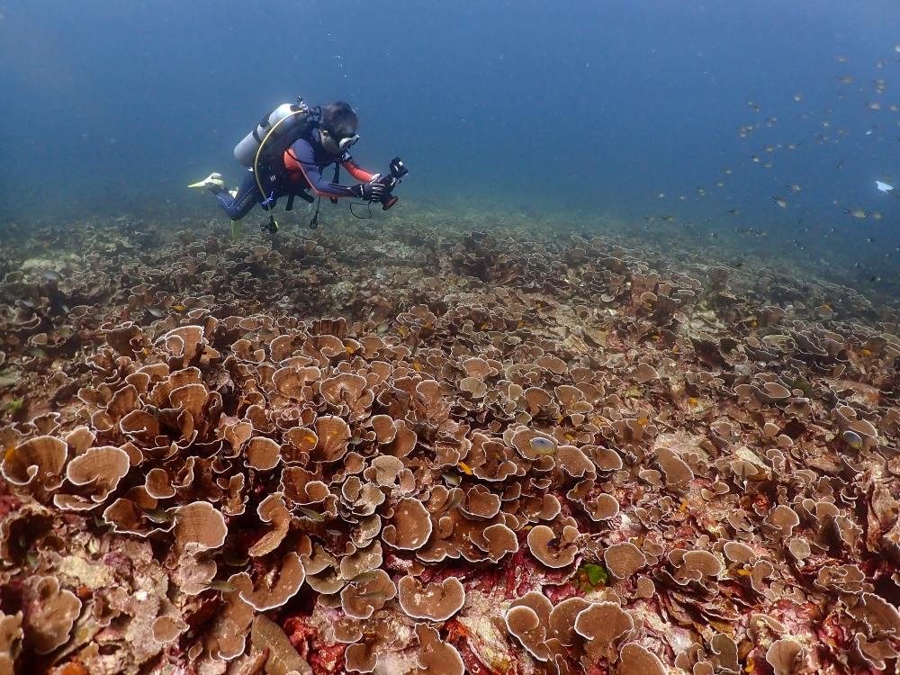 プーケットのラチャ島でダイビング