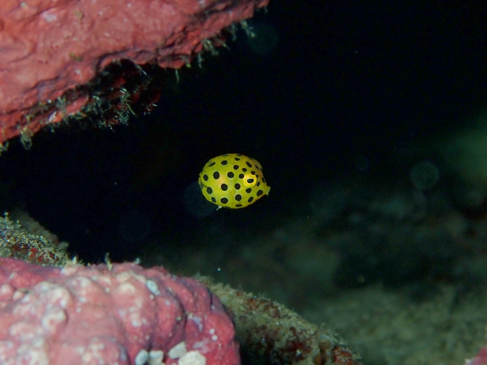 プーケットのラチャ島でダイビング