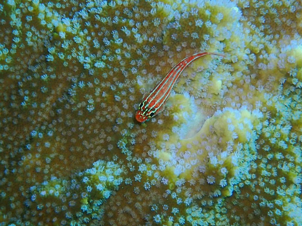 プーケットのラチャ島でダイビング