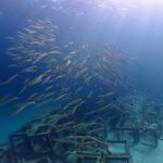 プーケットのラチャ島でダイビング