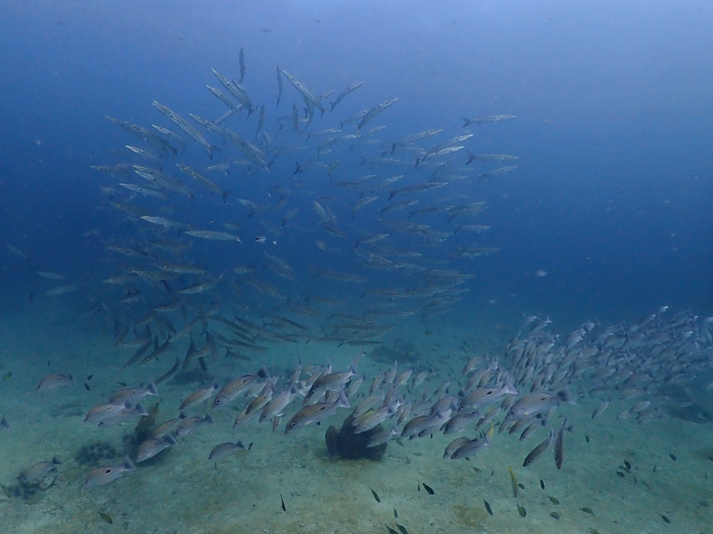 プーケットのマリンパークでダイビング