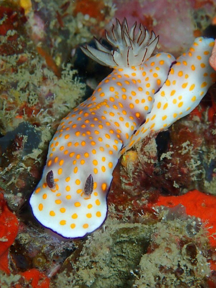 プーケットのマリンパークでダイビング