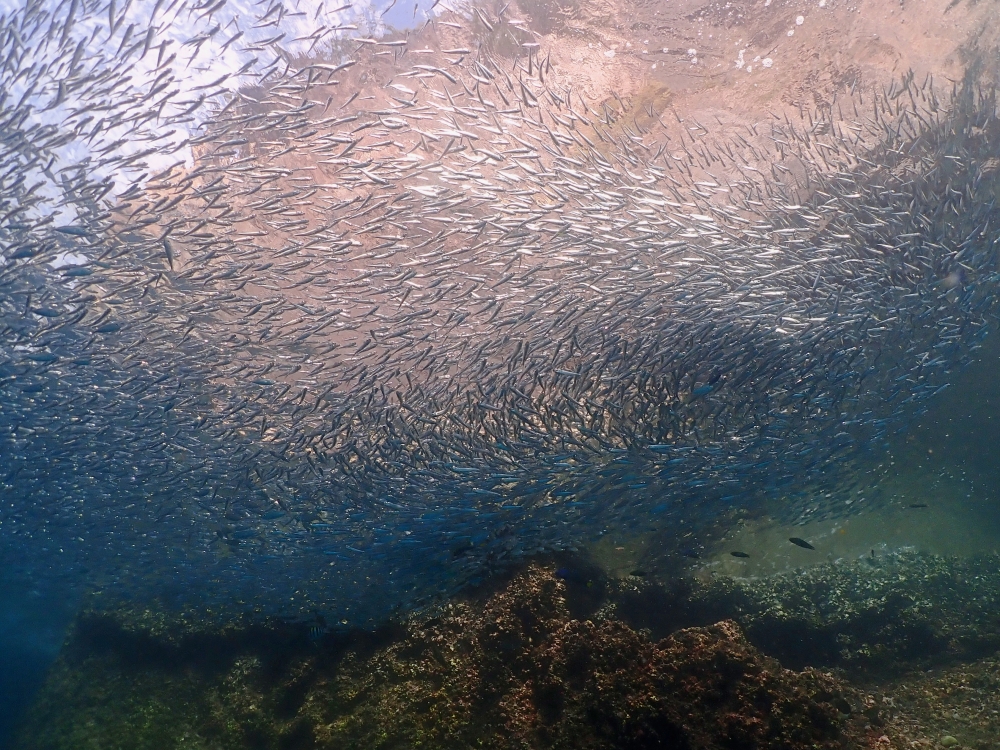 プーケットのマリンパークでダイビング