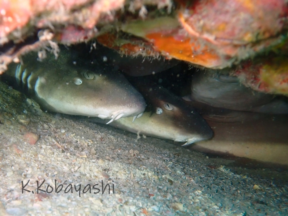 プーケットのマリンパークでダイビング