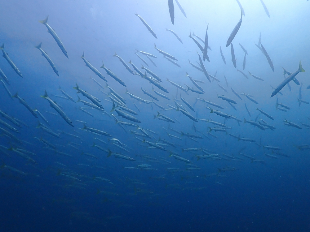プーケットのマリンパークでダイビング