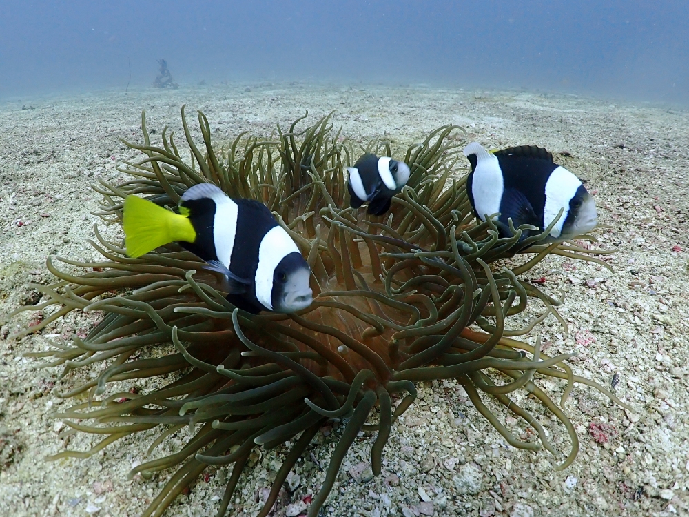 プーケットのマリンパークでダイビング