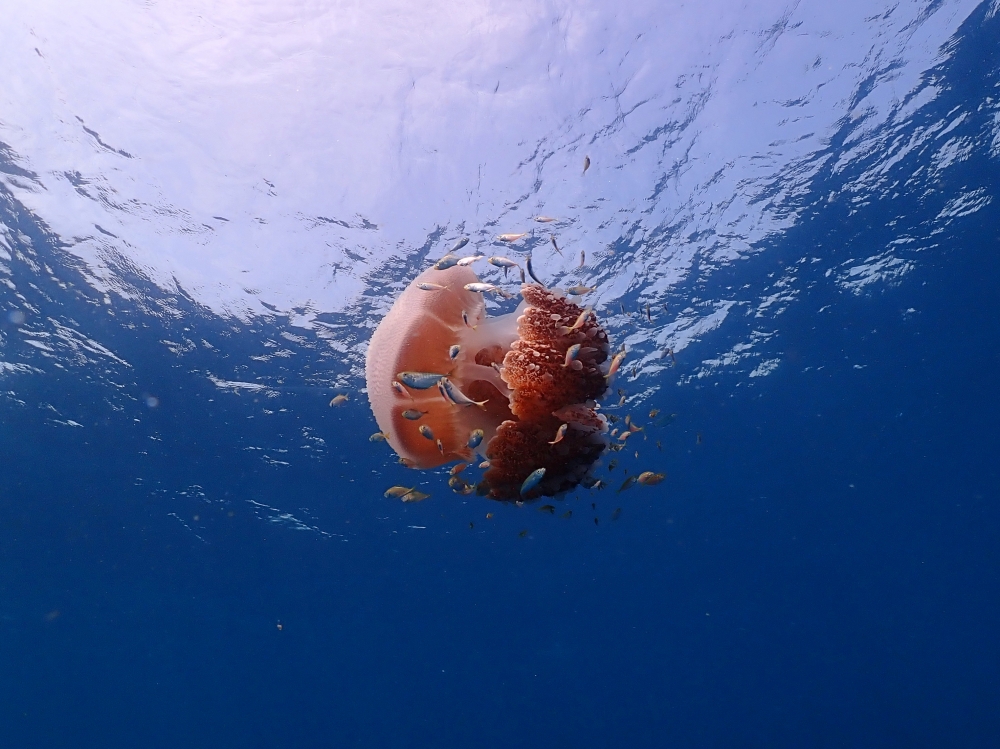 プーケットのマリンパークでダイビング