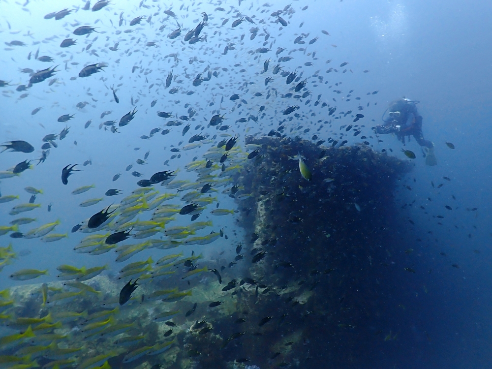 プーケットのマリンパークでダイビング