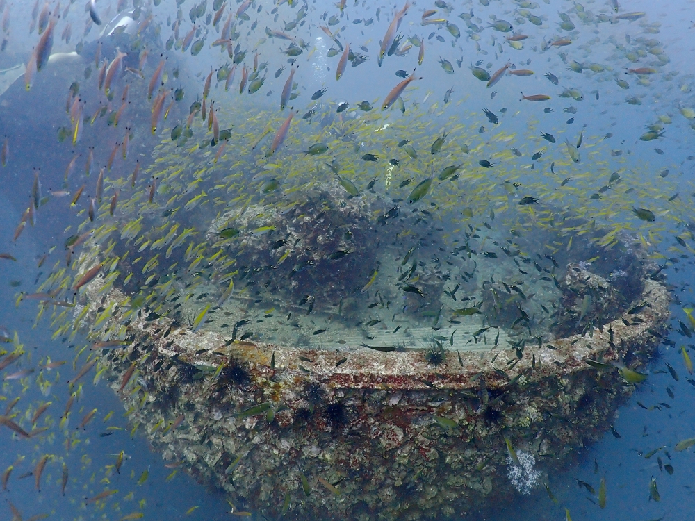 プーケットのマリンパークでダイビング