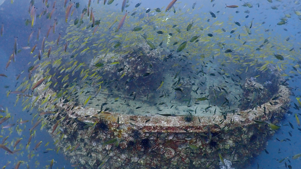 プーケットのマリンパークでダイビング