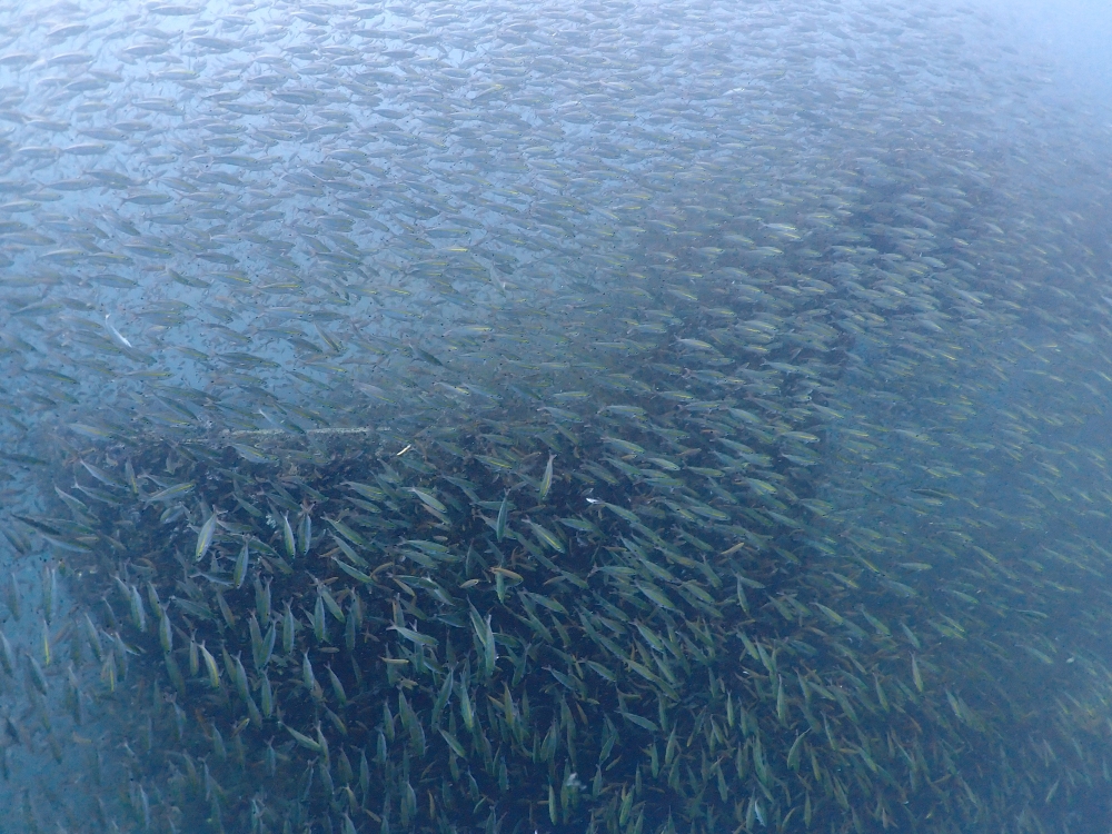 プーケットのマリンパークでダイビング