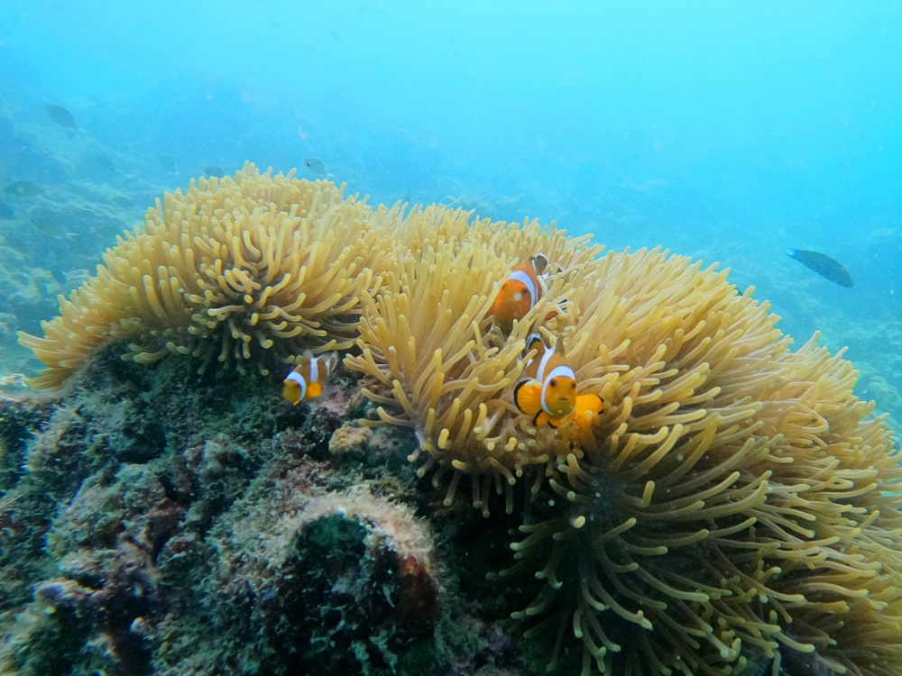 ピピ島チャーターボートツアー