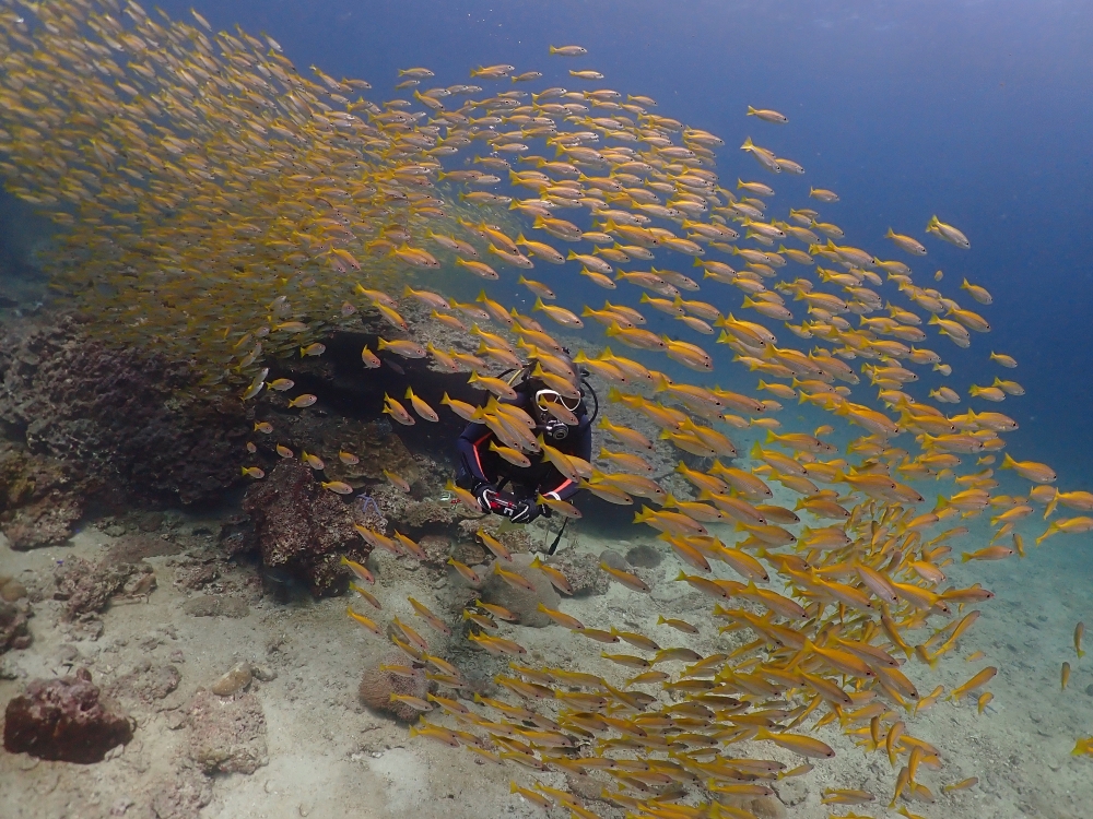 プーケットのピピ島でダイビング