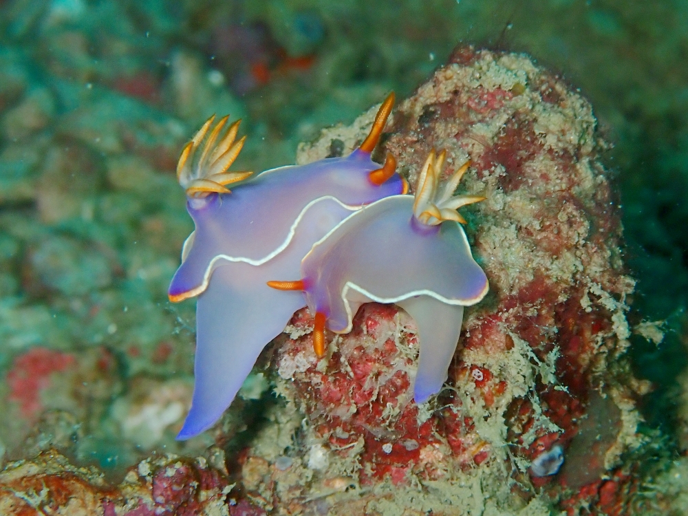 プーケットのピピ島でダイビング