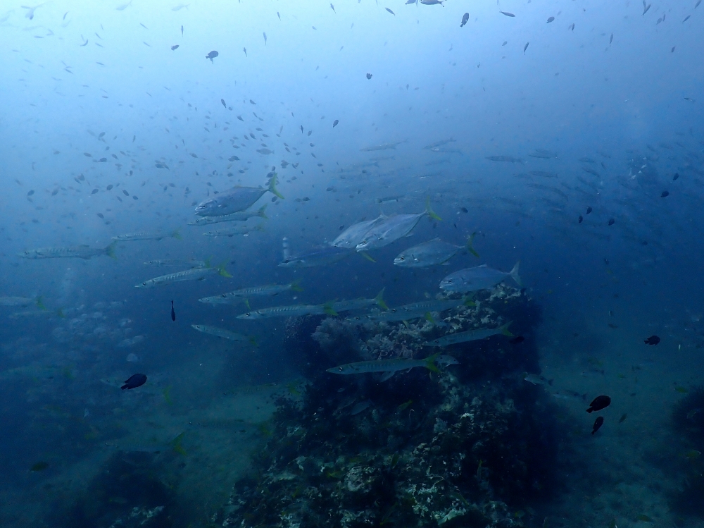 プーケットのピピ島でダイビング