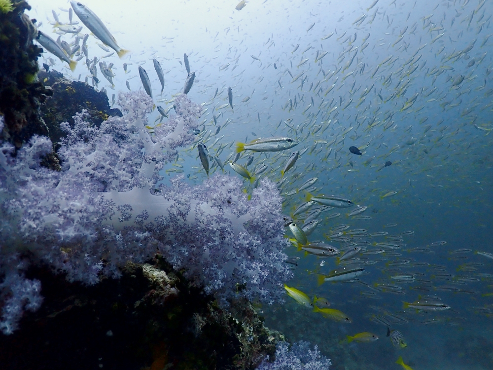 プーケットのピピ島でダイビング