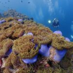 プーケットのピピ島でダイビング