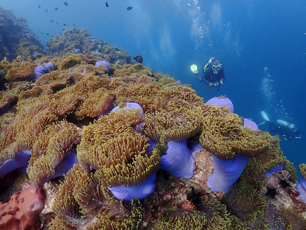 プーケットのピピ島でダイビング