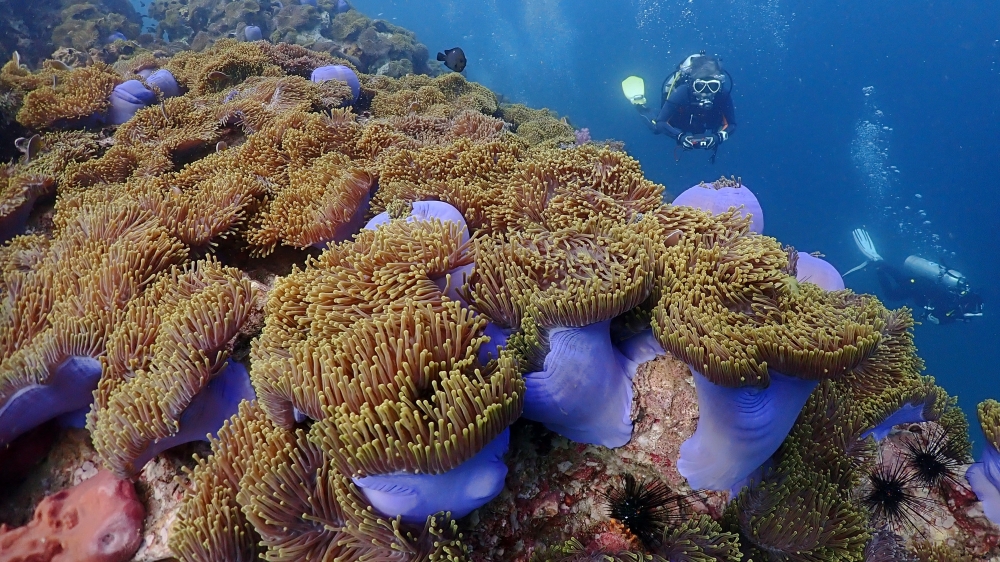 プーケットのピピ島でダイビング