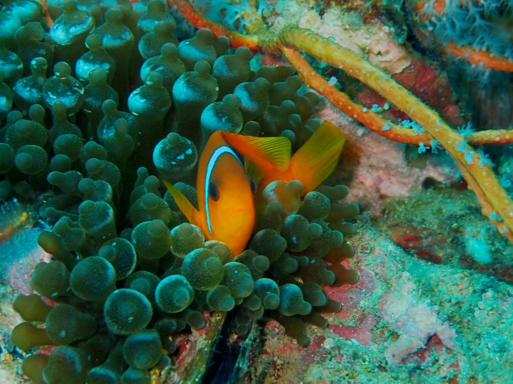 プーケットのピピ島でダイビング