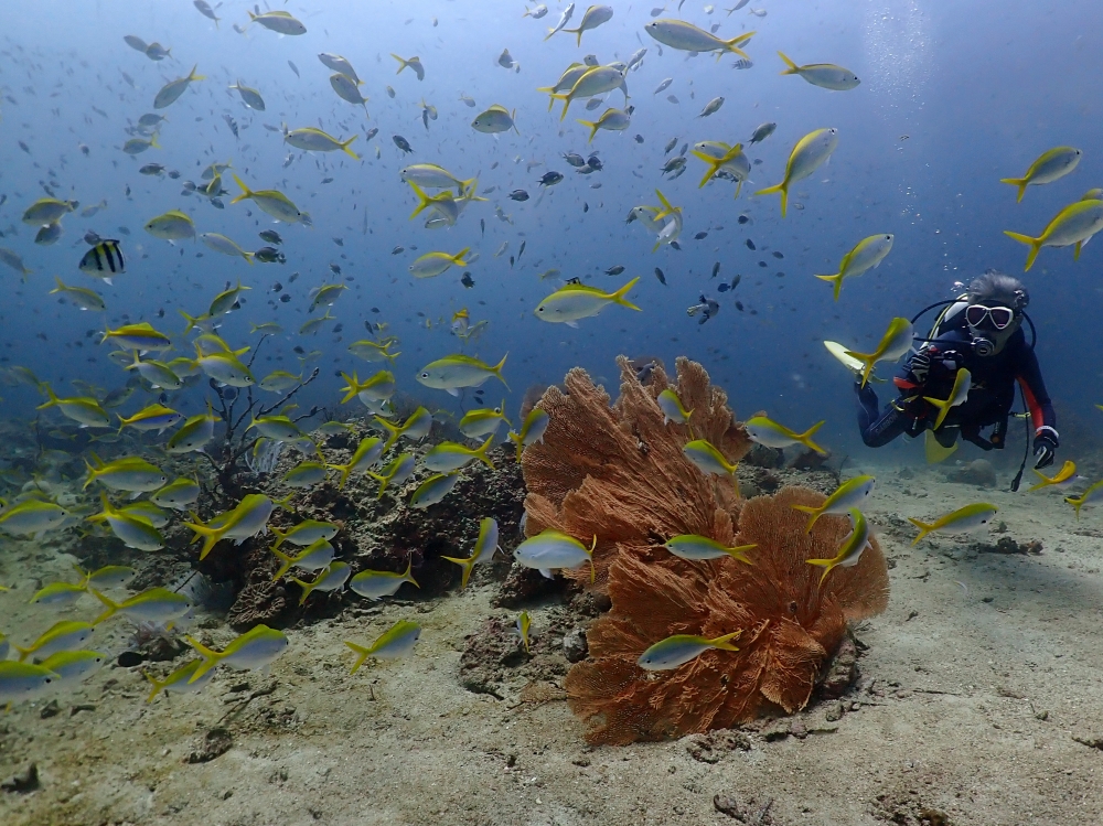 プーケットのピピ島でダイビング