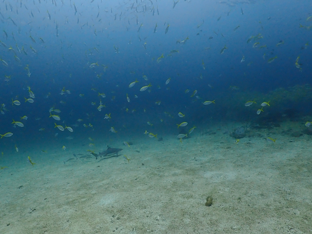 プーケットのピピ島でダイビング