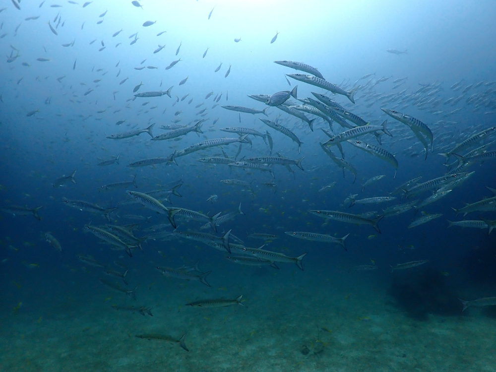 プーケットのピピ島でダイビング