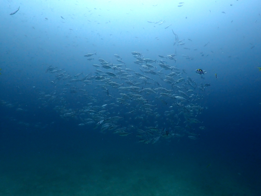 プーケットのピピ島でダイビング