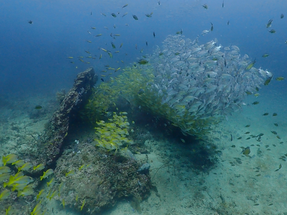 プーケットのピピ島でダイビング