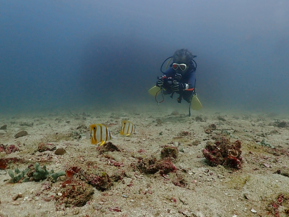 プーケットのピピ島でダイビング