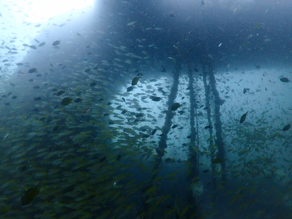 プーケットのマリンパークでダイビング