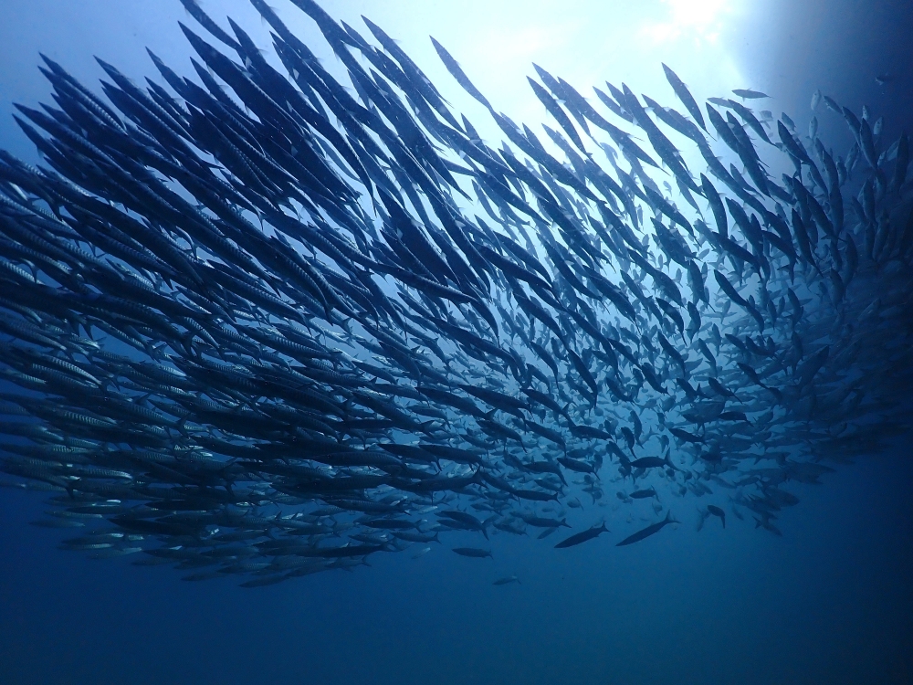 プーケットのマリンパークでダイビング