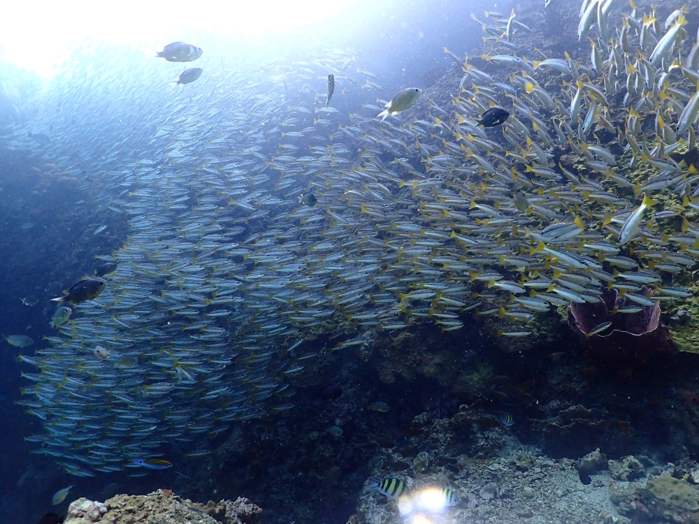 プーケットのマリンパークでダイビング