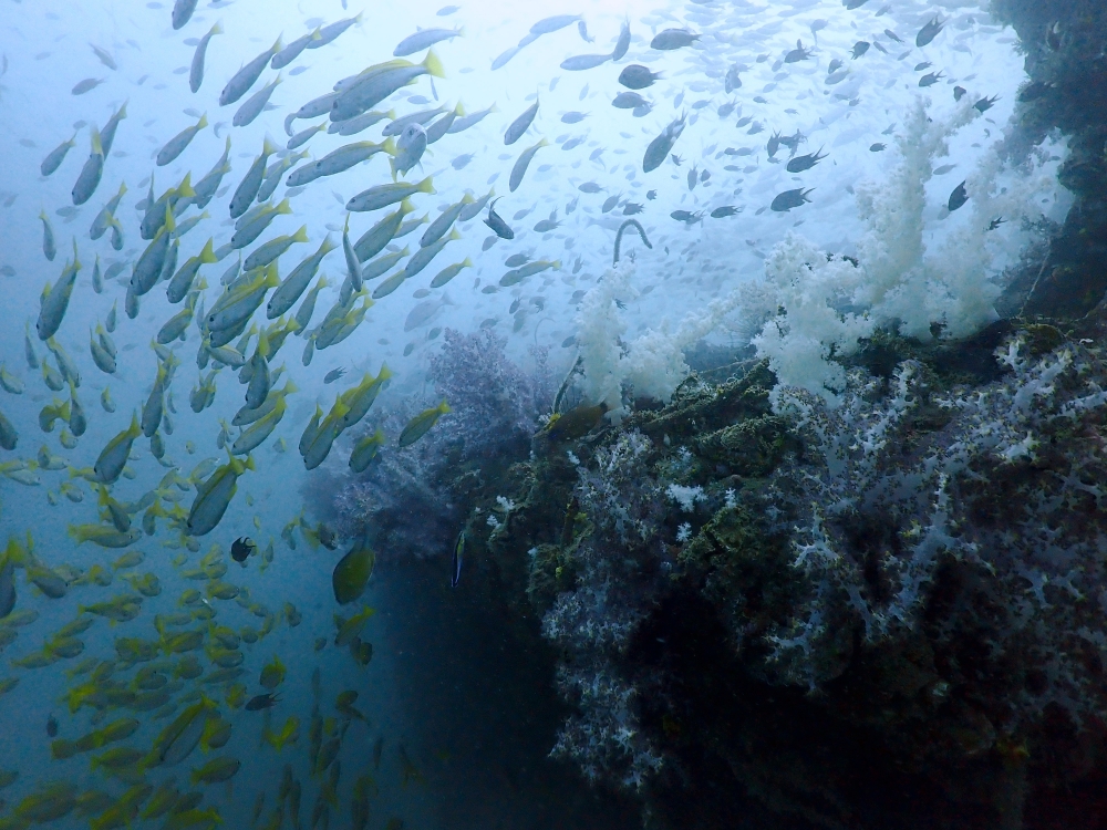 プーケットのマリンパークでダイビング