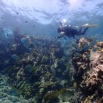 プーケットのマリンパークでダイビング