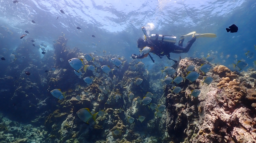 プーケットのマリンパークでダイビング
