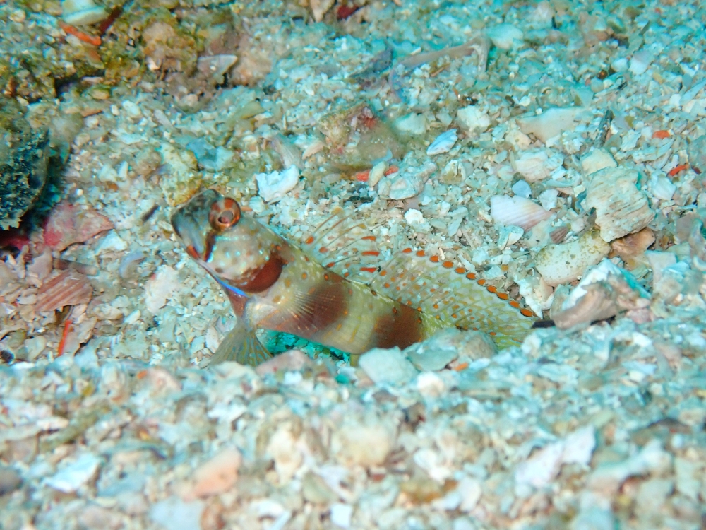 プーケットのマリンパークでダイビング