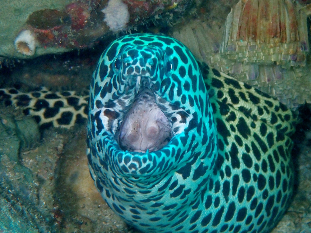 プーケットのマリンパークでダイビング