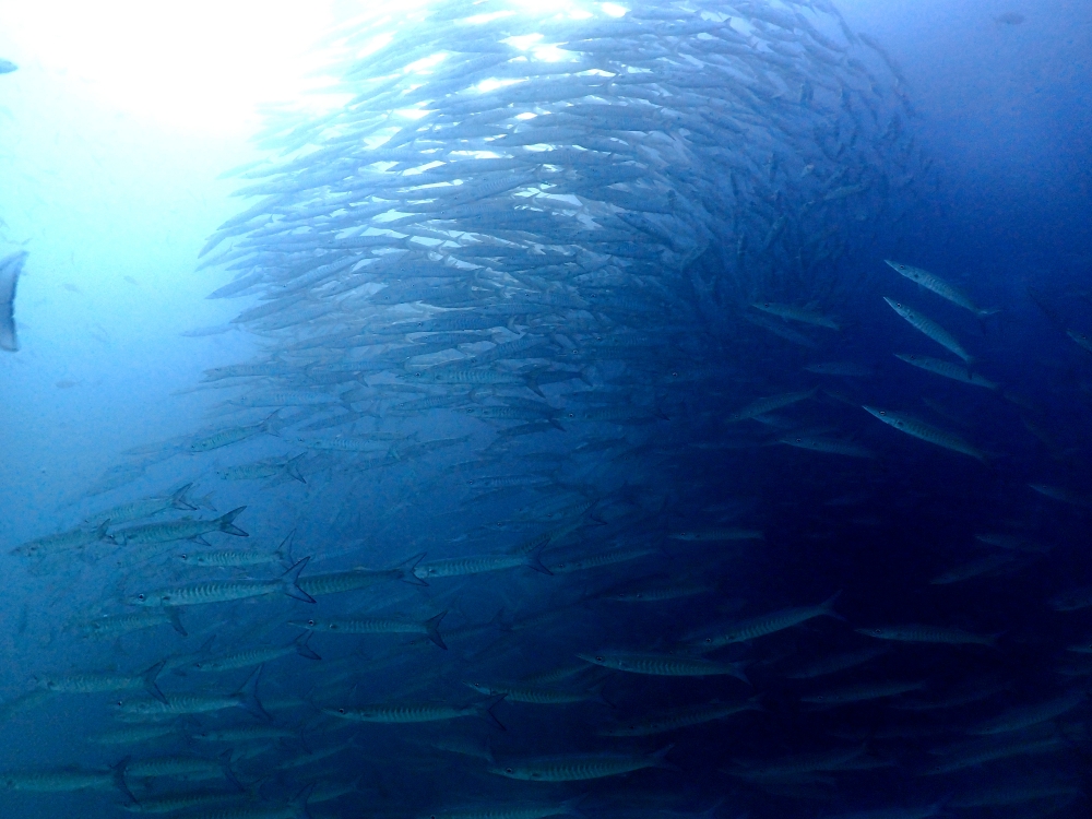 プーケットのマリンパークでダイビング