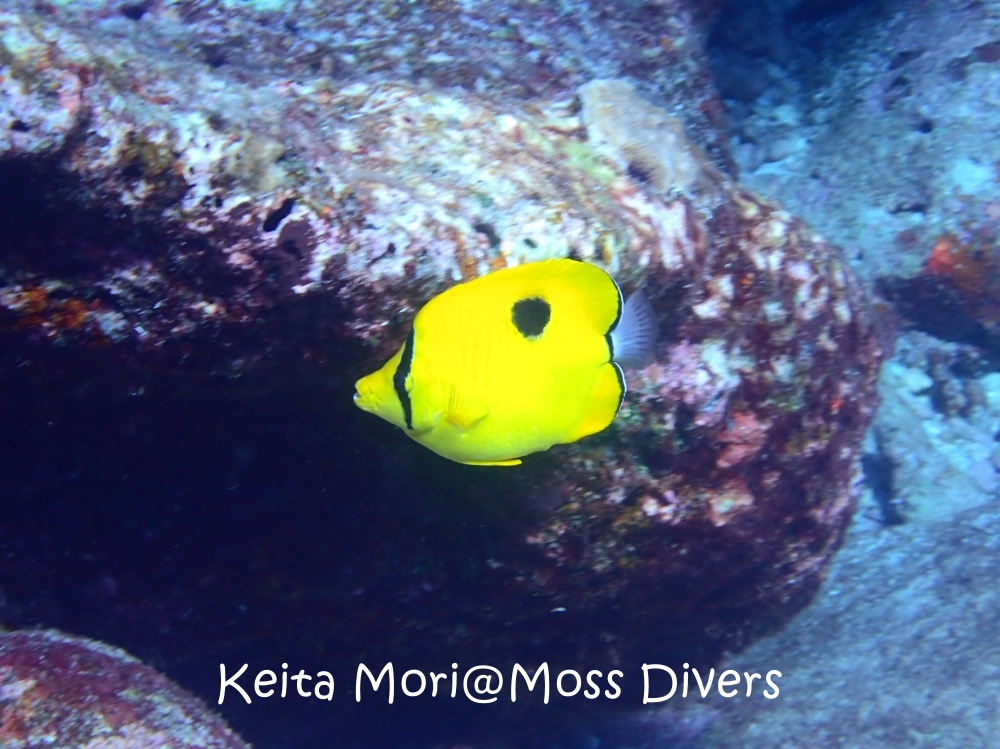 シミランチャータークルーズでダイビング